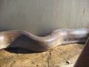 Huge Dead Snake: added March 31, 2009 (1 views today)
